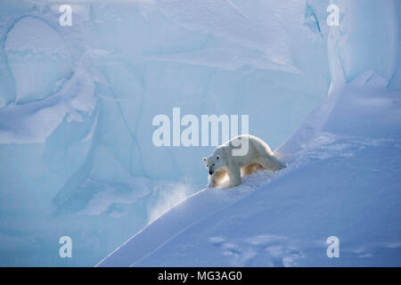 L'ours polaire femelle glisse dans la neige et la glace d'un iceberg, sur l'île de Baffin, dans le Nord du Canada Banque D'Images
