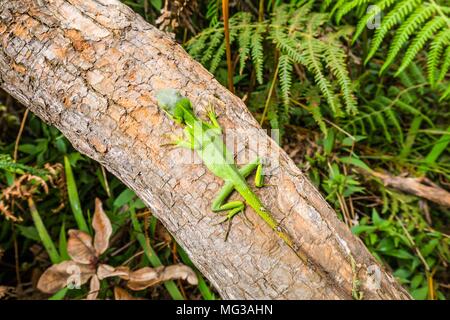 Lézard vert tropical marcher sur un arbre dans la région de Horton Plains SWri Lanka Banque D'Images