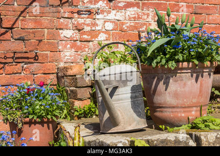 Scène de jardin avec des pots remplis de fleurs sauvages un arrosoir contre un mur en brique rustique Banque D'Images