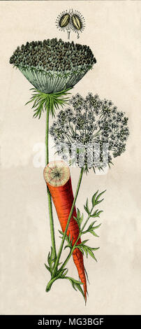 <CAROTTE Daucus carota Carotte sauvage > ; le nid d'évêque ; dentelles ; Queen Anne's lace, Banque D'Images