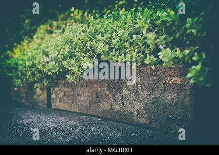 Plante verte en pot. (Selective Focus) Banque D'Images