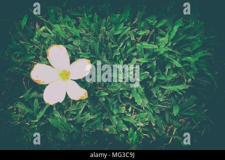 Fleur de frangipanier sur l'herbe dans un style vintage avec de l'espace pour le texte. Banque D'Images