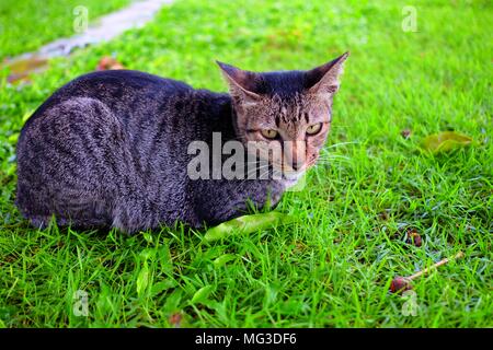 Chat couché dans le jardin. Banque D'Images