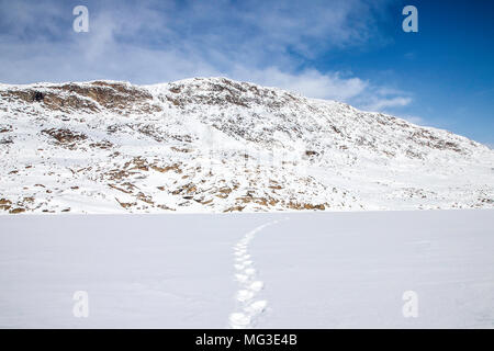 Les mâles adultes ours polaire piste conduit au loin dans la distance. L'île de Baffin, Nunavut, Canada, Arctic Banque D'Images