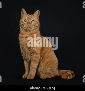 Européenne rouge profond Shorthair / street cat sitting tout droit isolé sur fond noir looking at camera Banque D'Images