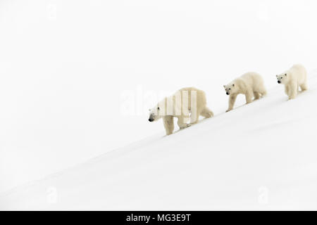 Mère ours polaire et 2 oursons de l'année balade sur un iceberg, l'île de Baffin, Nunavut, Canada, Arctique Banque D'Images