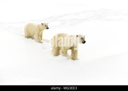 Mère ours polaire et yearling cub marcher sur un iceberg, l'île de Baffin, Nunavut, Canada, Arctique Banque D'Images