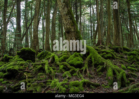 Forêt d'Aokigahara, connue sous le nom de forêt suicide, près du Mont Fuji dans la préfecture de Yamanashi, au Japon. Banque D'Images