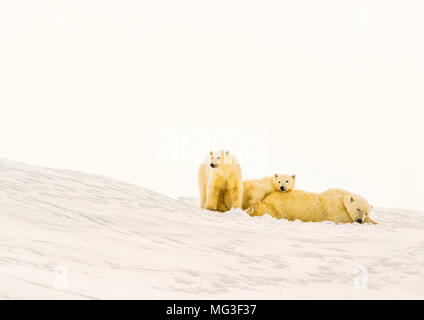 Mère ours polaire et 2 oursons yearling dormir sur un iceberg, l'île de Baffin, Nunavut, Canada, arctique. Banque D'Images