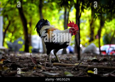 Le poulet debout dans le parc. Banque D'Images