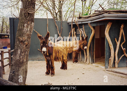 Les ânes du Poitou, Maxingstraße Zoo de Schönbrunn, Vienne, Autriche, Europe, Banque D'Images