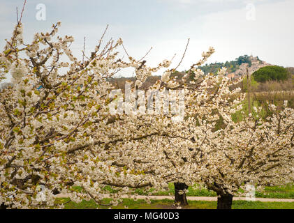Cerises en fleurs près de Lacoste dans le Luberon, dans le sud de la France Banque D'Images