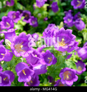 Fleurs pourpre canterbury bells Banque D'Images