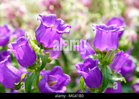 Fleurs pourpre canterbury bells Banque D'Images