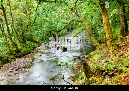 Scène avec des bois d'arbres couverts de mousse le long de la rivière à Waret Croe Ardgartan en Ecosse UK Banque D'Images