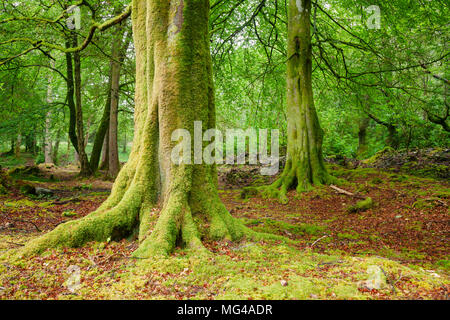 Scène avec des bois d'arbres couverts de mousse en Ecosse UK Banque D'Images