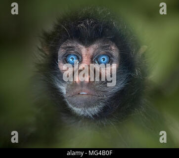 Jeune singe araignée à tête noire Ateles fusciceps portrait captif Banque D'Images