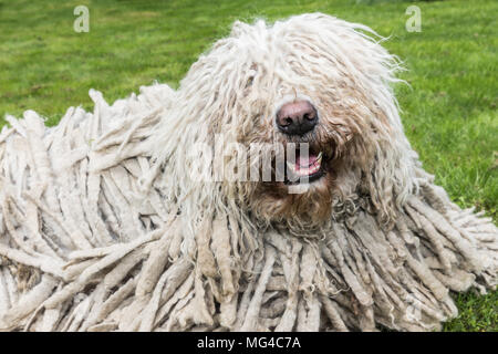 Gros chien poilu blanc comodor dans le jardin. Komodor chien. Banque D'Images