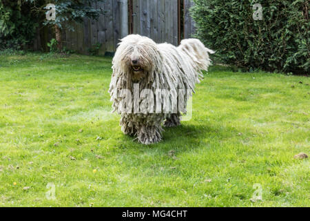 Gros chien poilu blanc comodor dans le jardin. Komodor chien. Banque D'Images