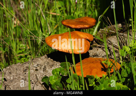 Trois champignons d'or (La) suberis croissant sur les crevasses d'une branche d'arbre liège morts tombés dans un champ de mauvaises herbes vertes. Montagnes Arrabida, Po Banque D'Images