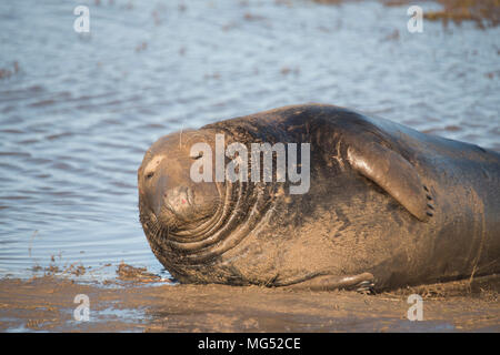 Donna Nook, Lincolnshire, Royaume-Uni - Nov 16 : Les phoques gris lutte séquence 1 de 3 sur 16 Nov 2016 à Donna Nook Seal Sanctuary, Lincolnshire Wildlife Trust Banque D'Images