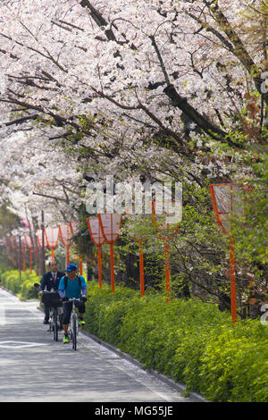Fleur de cerisier et les cyclistes le long de Kiya-machi Dori, Kyoto, Japon, Kansai Banque D'Images