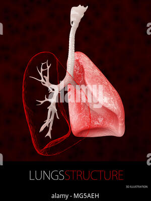 Structure d'un poumons humains, 3d illustration. Banque D'Images