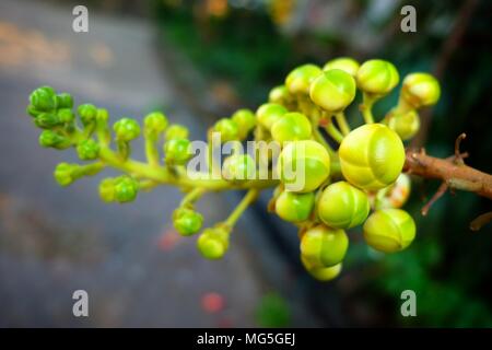 Close-up jeune Sal Tree Fruit dans Focus sélectif. Banque D'Images