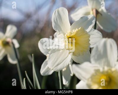 Fleurs blanc crème jaune jonquille, Narcisse, qui fleurit dans le soleil du printemps dans le Shropshire Banque D'Images