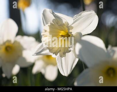 Fleurs blanc crème jaune jonquille, Narcisse, qui fleurit dans le soleil du printemps dans le Shropshire Banque D'Images