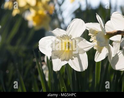 Fleurs blanc crème jaune jonquille, Narcisse, qui fleurit dans le soleil du printemps dans le Shropshire Banque D'Images