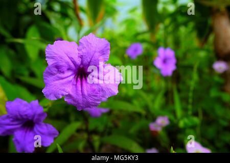 Jusqu'Minnieroot-fermé ou fleurs Ruellia Tuberosa (Selective Focus) Banque D'Images