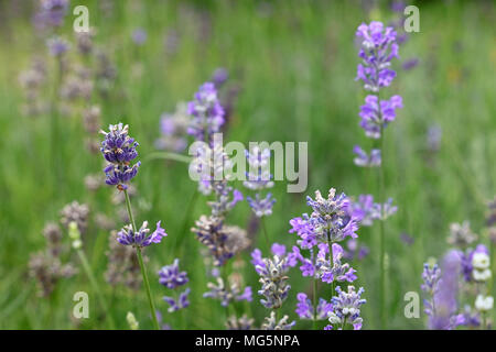 Close up blooming purple lavender flowers in Green grass, low angle view Banque D'Images