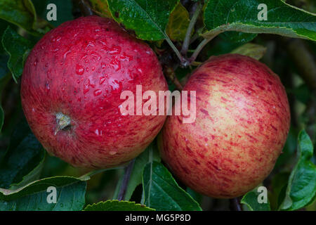 Variétés de pommes. County Cider Apple Banque D'Images