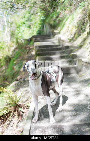 Dogue Allemand arlequin adultes chien de pure race sur les mesures au niveau du sentier de randonnée. Banque D'Images