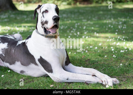 Dogue Allemand arlequin adultes chien de pure race à pattes croisées avec dapper très souriant à la caméra. Banque D'Images