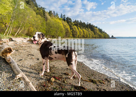 Dogue Allemand arlequin chien pure race adultes debout à côté de bois flotté sur la plage du nord-ouest du Pacifique, près de Seattle. Banque D'Images