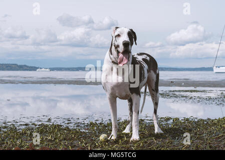 Dogue Allemand arlequin chien pure race adultes debout sur la plage à marée basse sur le Puget Sound près de Seattle. Banque D'Images