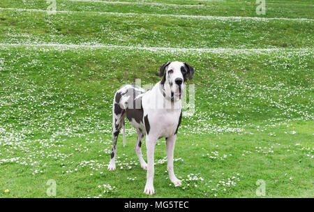 Dogue Allemand arlequin chien pure race adultes debout sur la pelouse du parc des collines et de fleurs de printemps. Banque D'Images