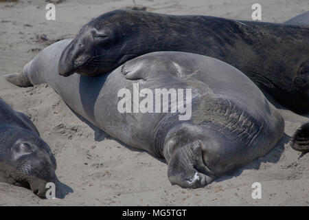 L'éléphant sur la plage, à proximité de Piedras Blancas San Simeon, en Californie en août, la fin de la mue mue (en saison). Banque D'Images