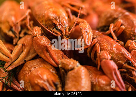 Savoureux bouilli avec de l'aneth langouste sur fond de bois rustique Banque D'Images