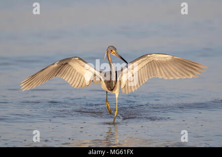 Aigrette tricolore en Floride Banque D'Images