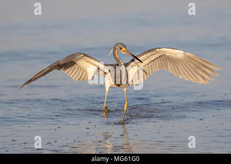 Aigrette tricolore en Floride Banque D'Images