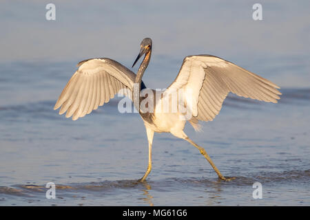 Aigrette tricolore en Floride Banque D'Images