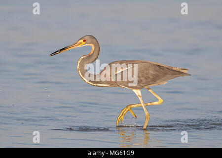 Aigrette tricolore en Floride Banque D'Images