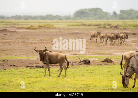 Le pâturage des troupeaux de gnous dans la savane d'Amboseli au Kenya Banque D'Images