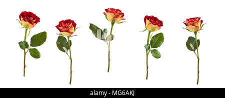 Collection de roses différentes isolé sur fond blanc. Banque D'Images