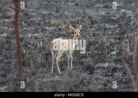 Steenbok de marcher à travers la prairie brûlée Banque D'Images