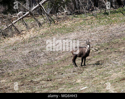 Les jeunes rupicapra une espèce d'antilope de chèvre aussi appelée chamois dans mountain Banque D'Images