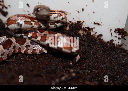 Spécimen de bébé Pantherophis guttatus serpent de maïs Banque D'Images